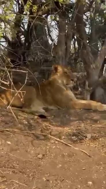 Video: Lioness resting in the shade of the trees