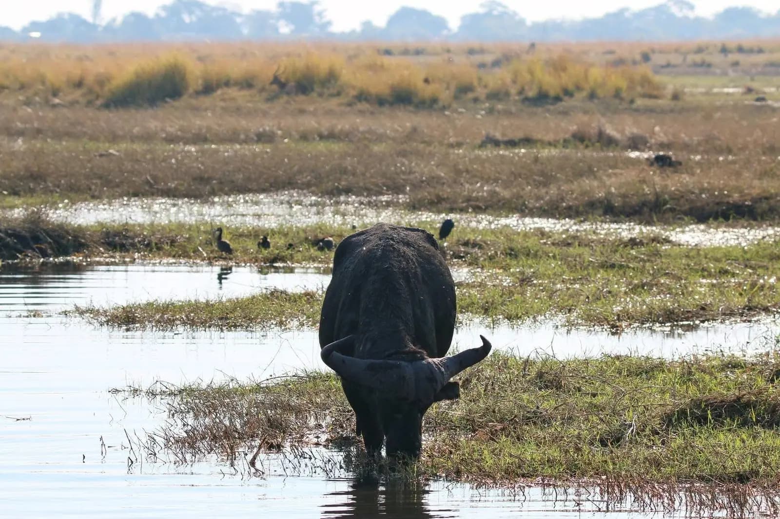 Buffalo drinking
