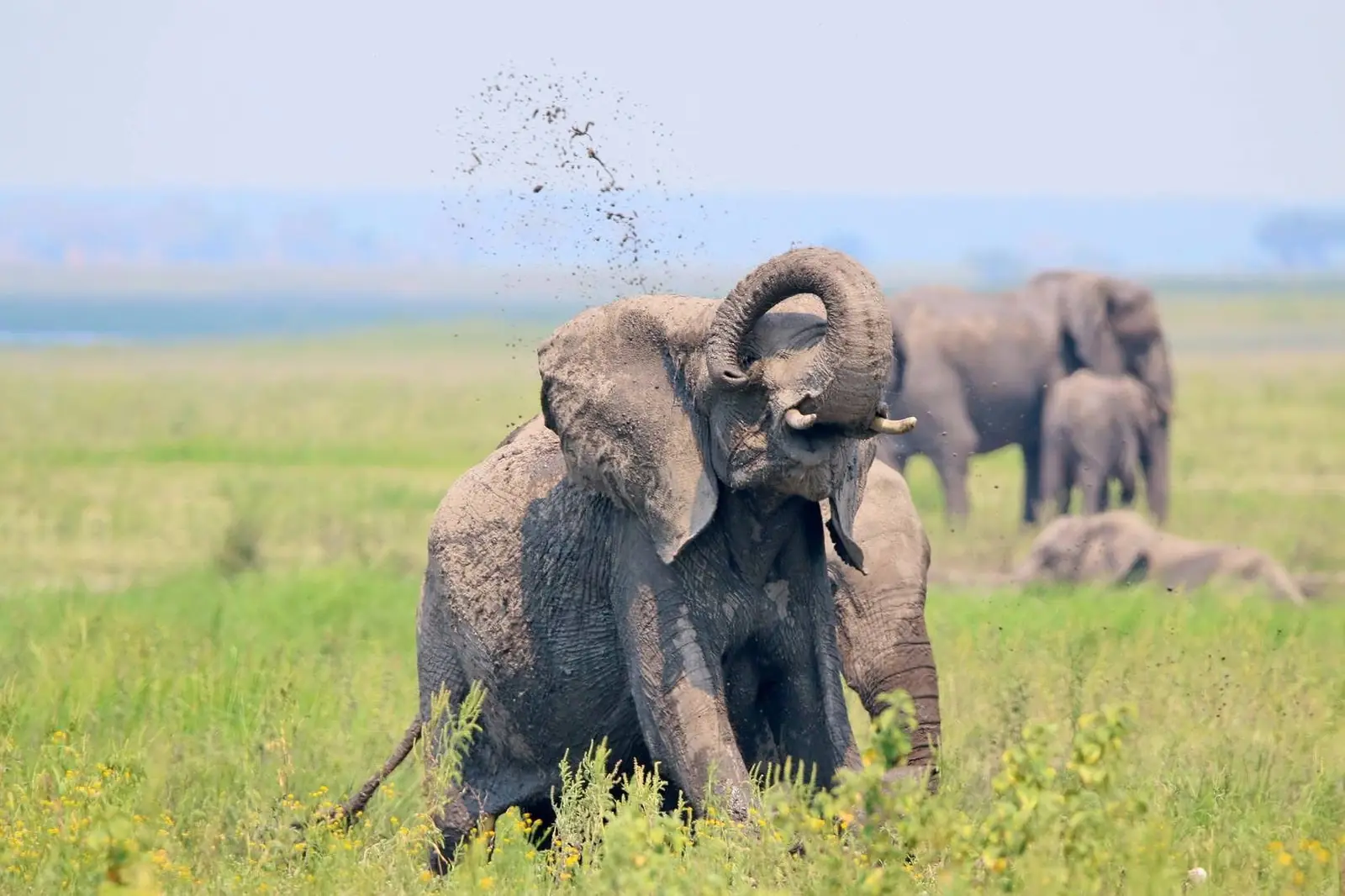 Elephant spraying mud