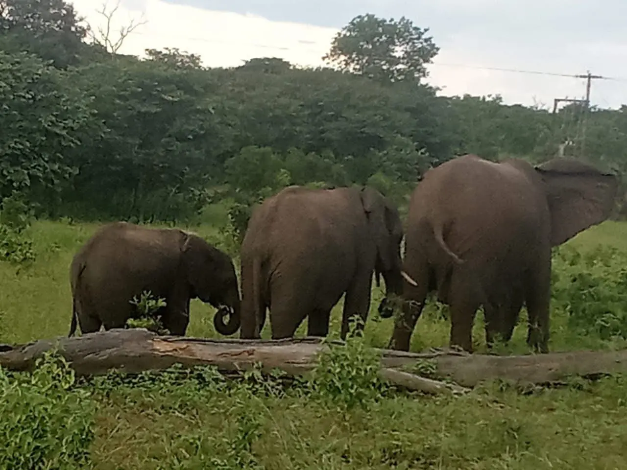 Three elephants feeding