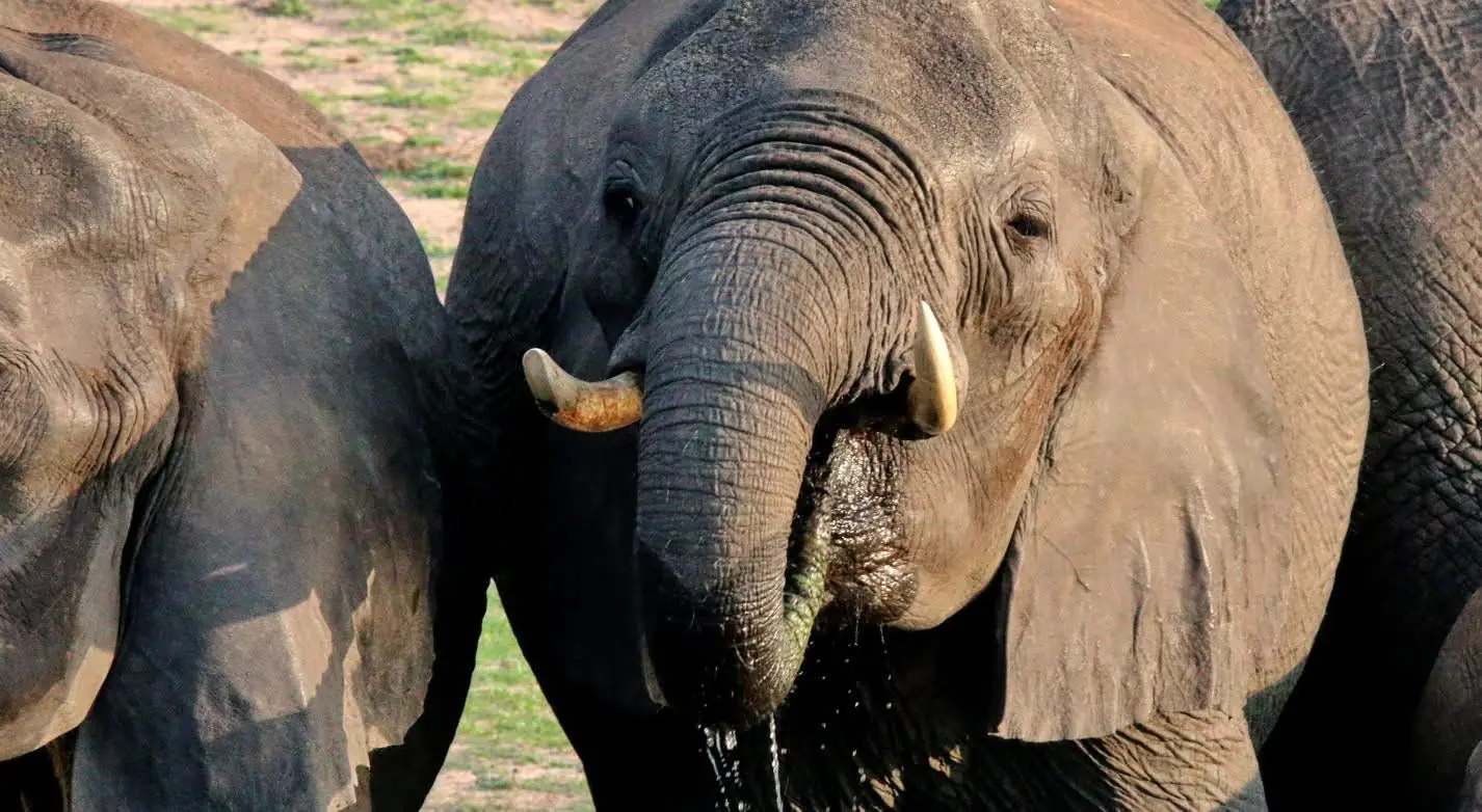 Close-up of elephants