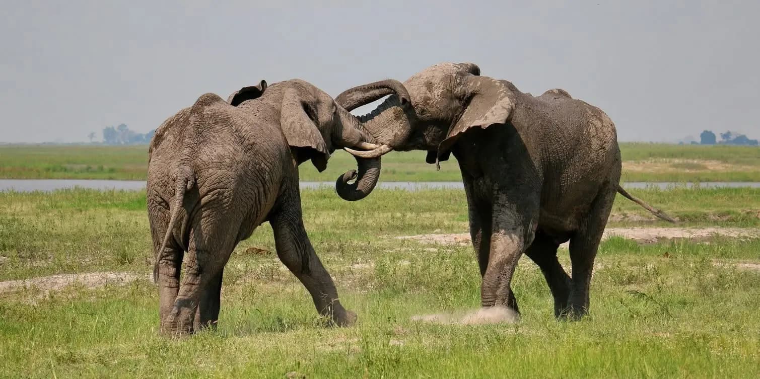 Two elephants sparring on the floodplain