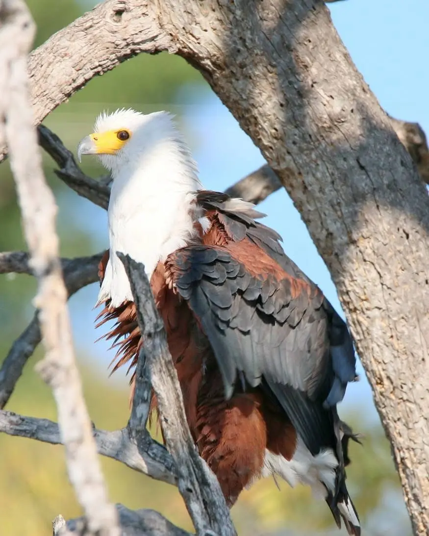 African fish eagle in a tree