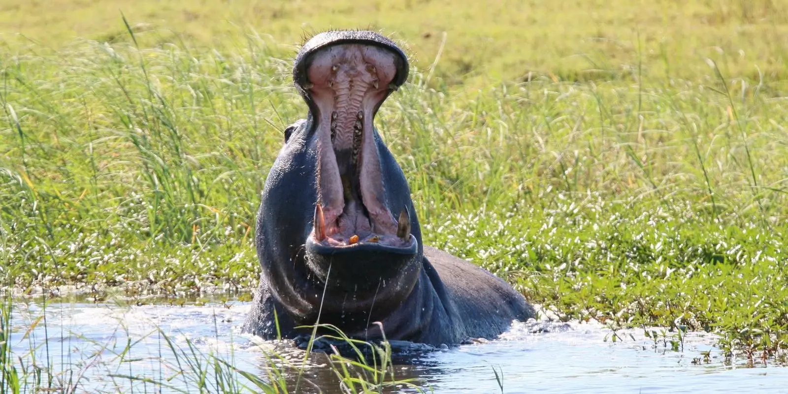 Hippo yawning in the water