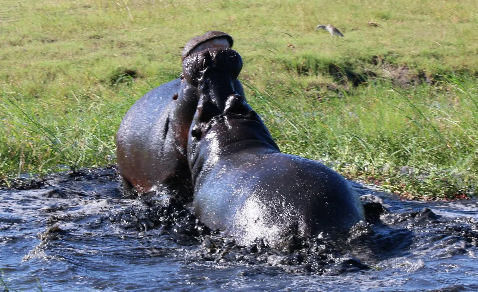 Hippos sparring