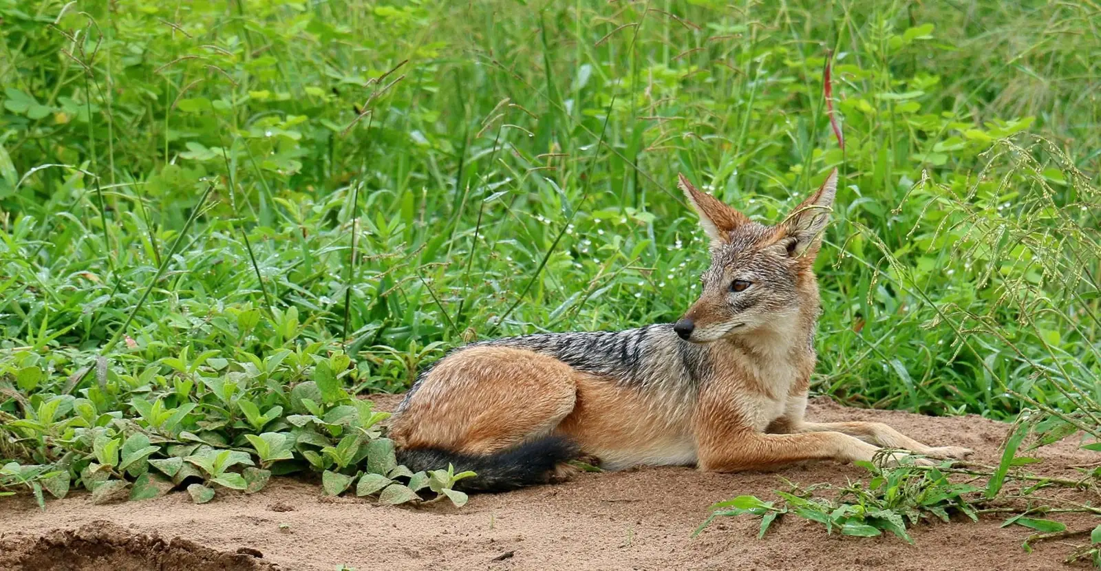 Black-backed jackal resting in the grass