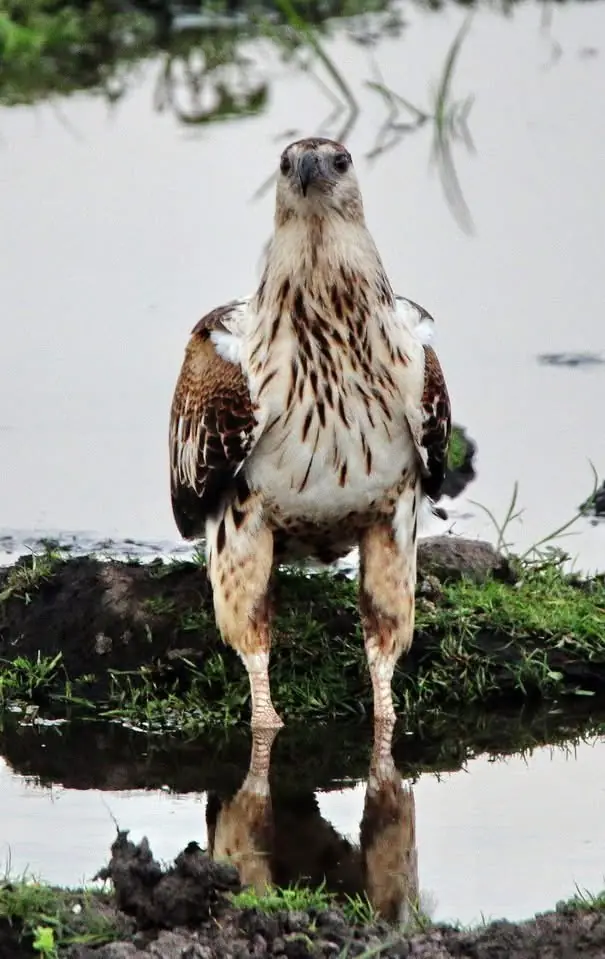 Juvenile eagle at the water's edge