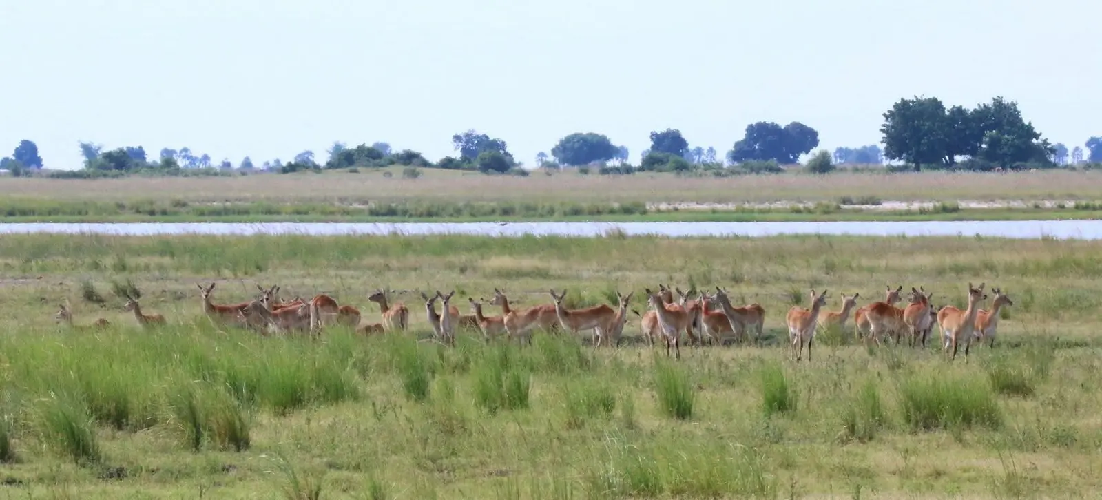 Herd of red lechwe