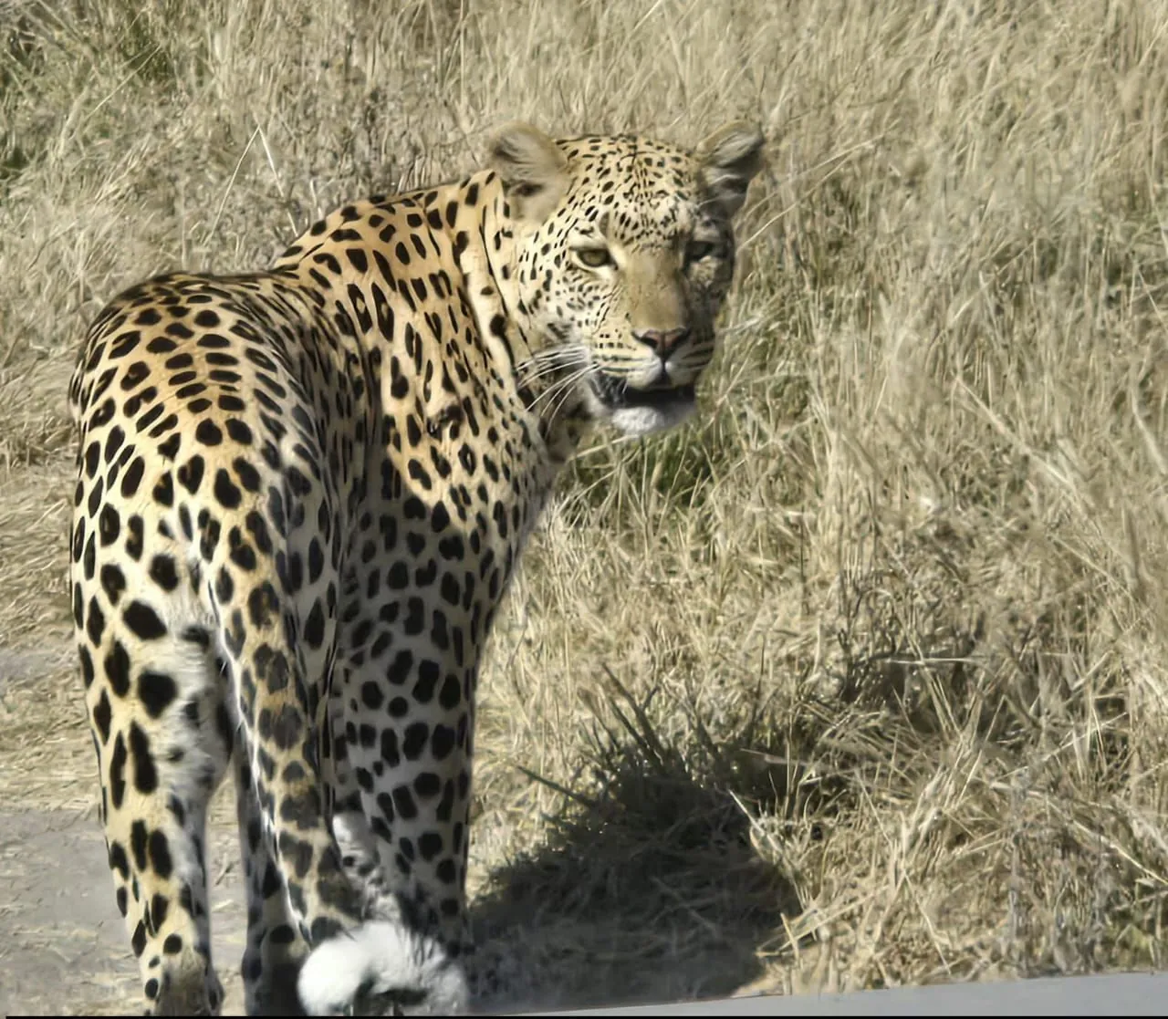 Leopard looking back over its shoulder in dry grass
