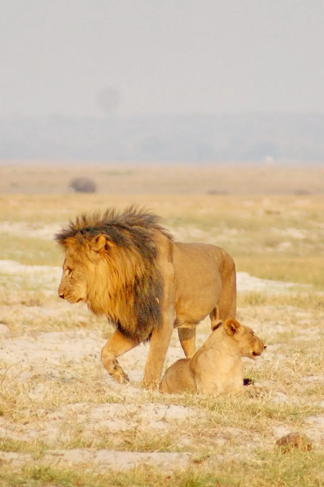 Male lion with a lioness