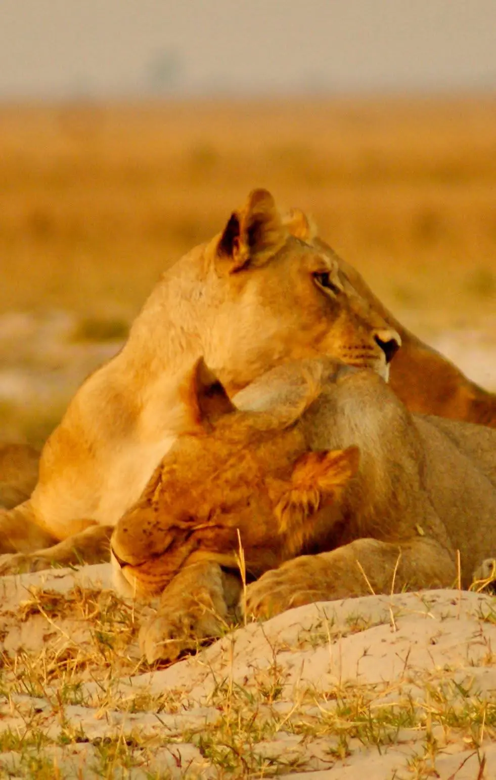 Two lionesses resting together