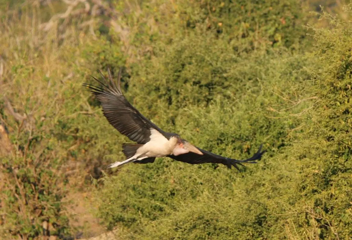 Marabou stork in flight