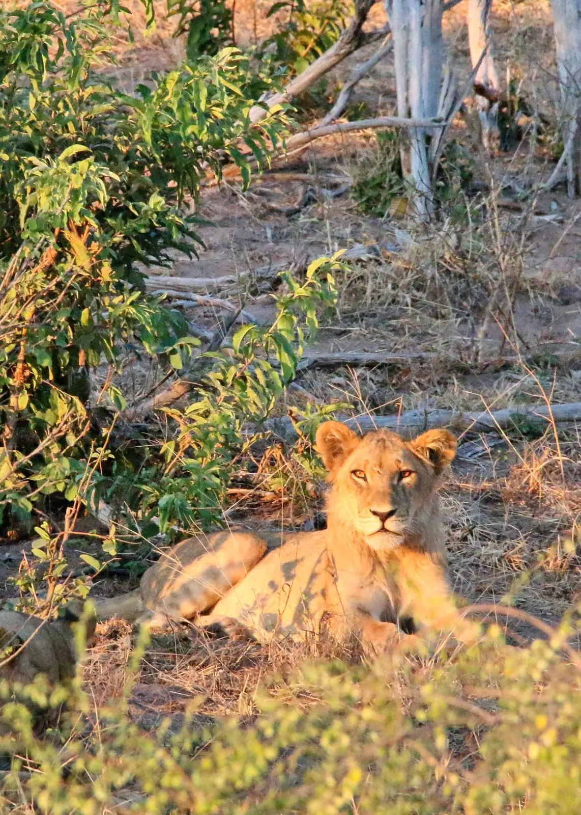 Young lion resting in warm light