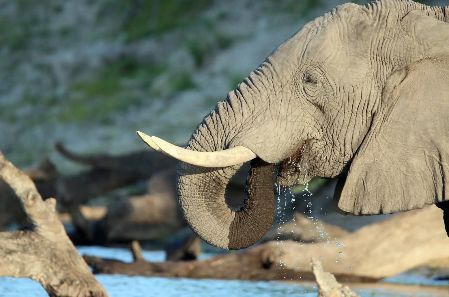Elephant drinking