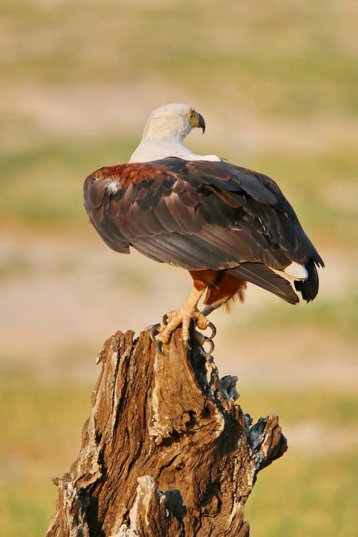 African fish eagle on a stump