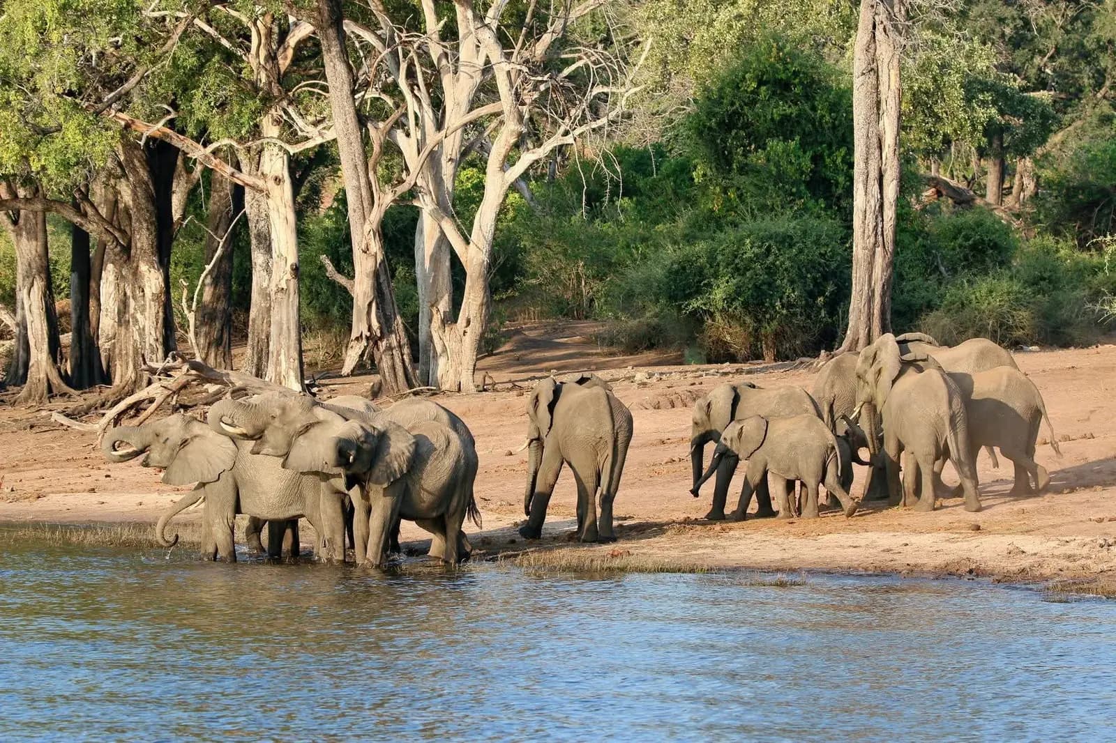 Elephant herd drinking at the river