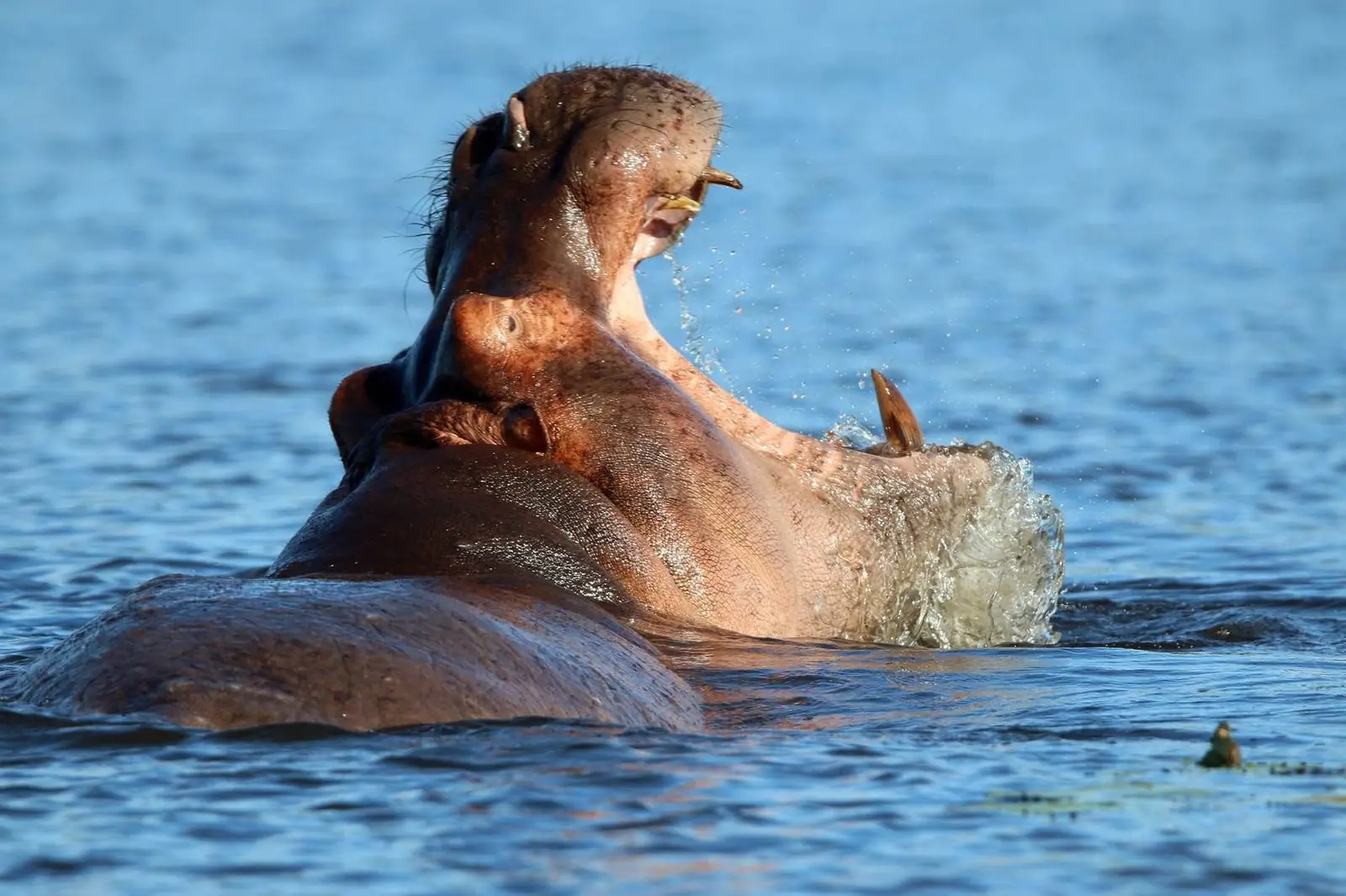 Hippo yawning in the river