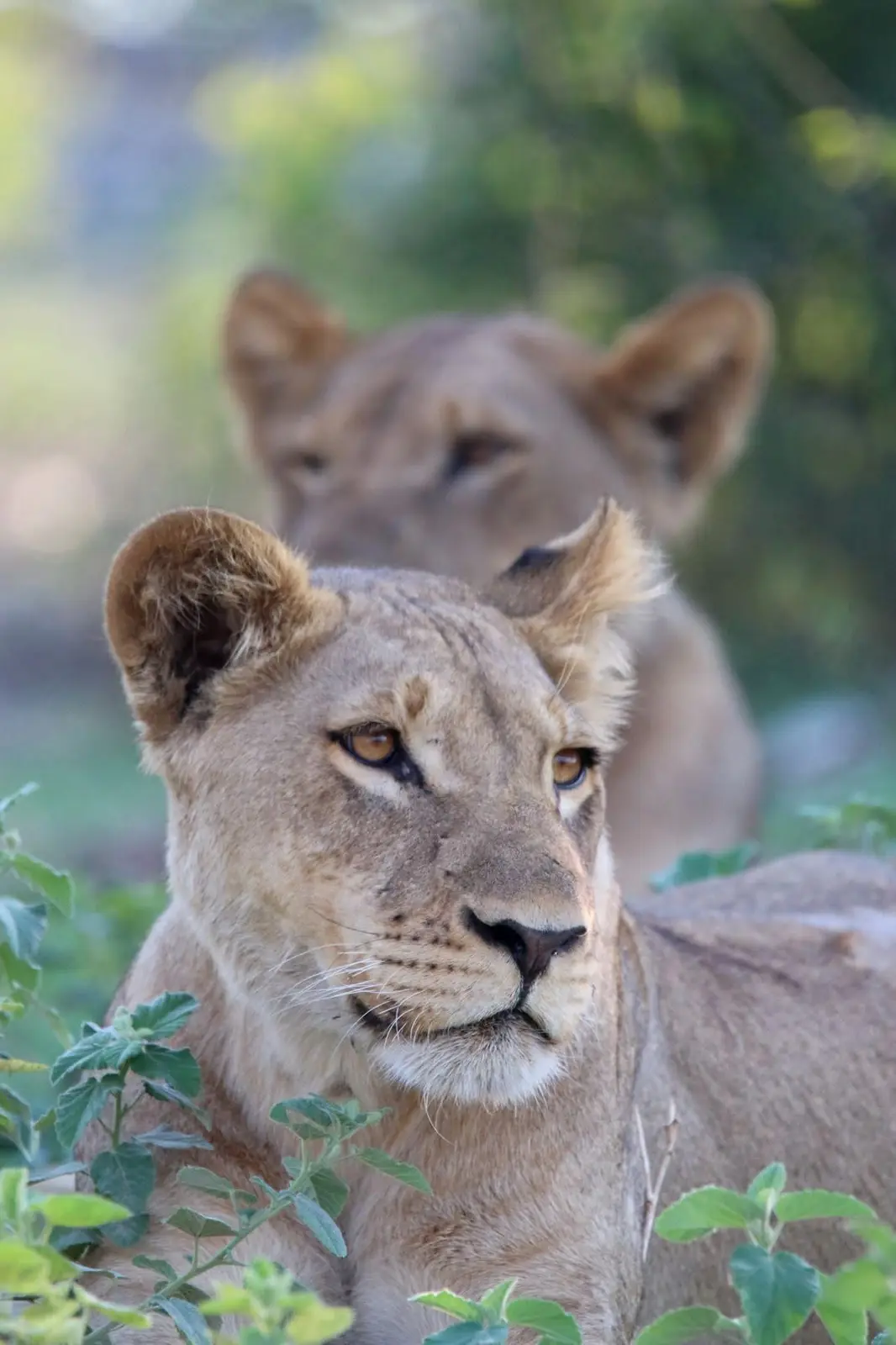 Lioness portrait