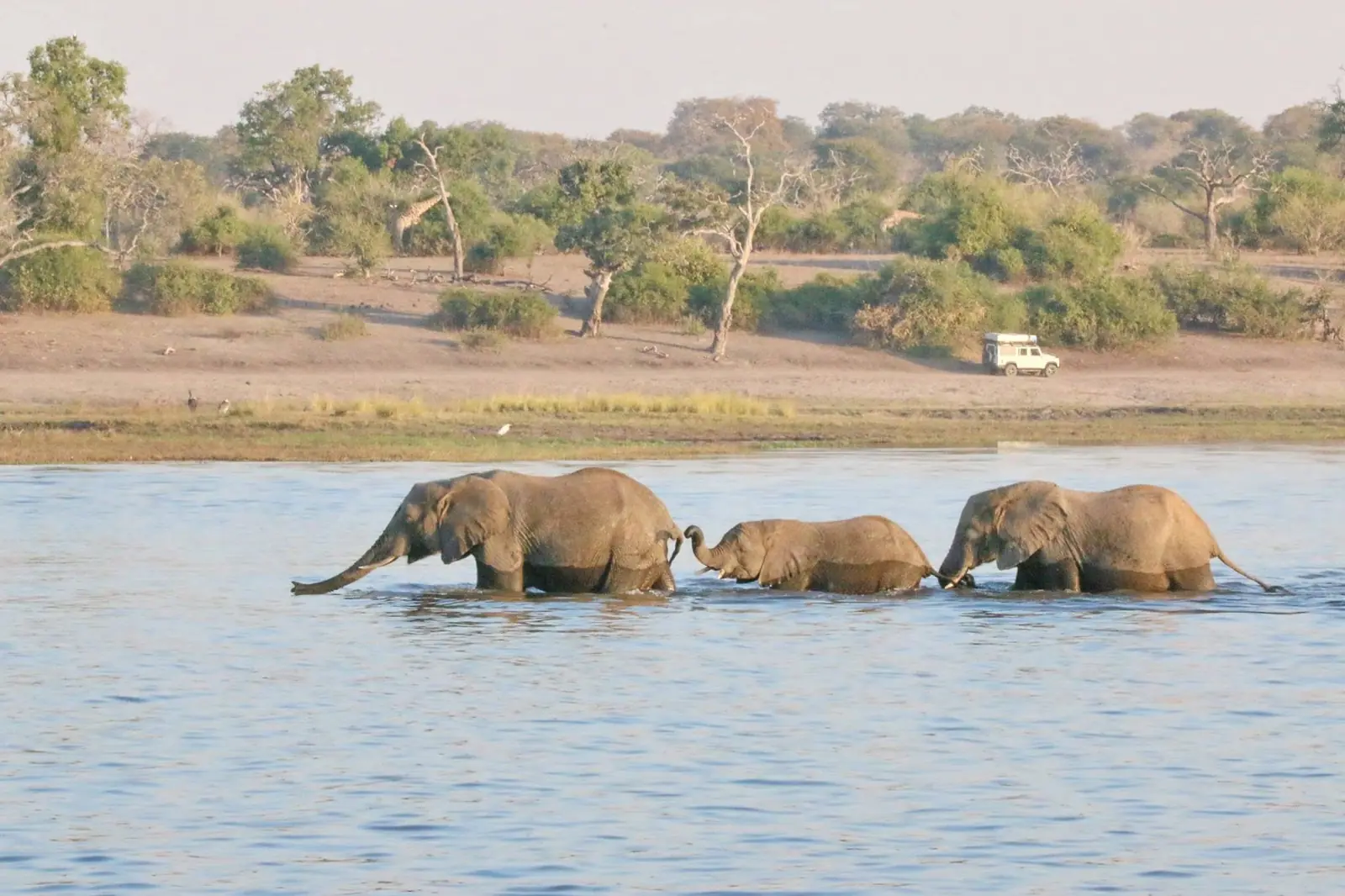 Elephants crossing the Chobe River